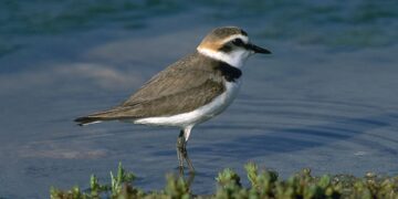 Rota refuerza la protección del chorlitejo patinegro con una jornada de limpieza